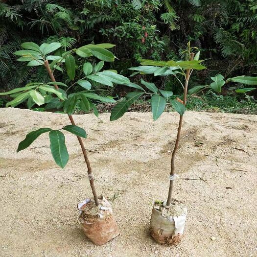 灵山县 龙眼苗 石硖龙眼苗 四季蜜龙眼苗 盆栽地栽龙眼桂圆苗嫁接树