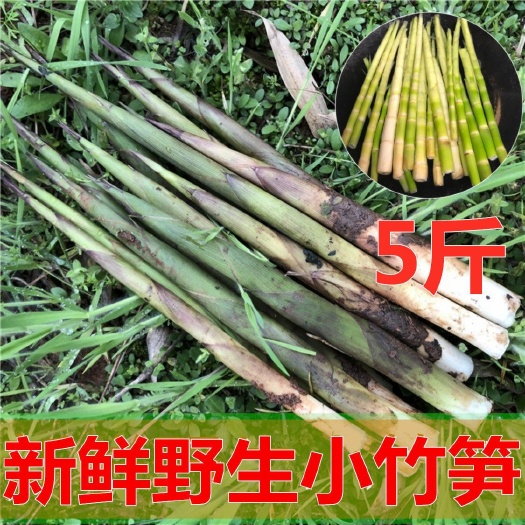 青阳县 现拔小竹笋带壳嫩笋尖野小春笋手剥笋 每天现拔新鲜野竹笋