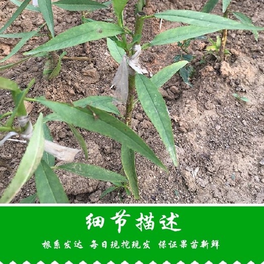 灵山县 嫁接桃树苗