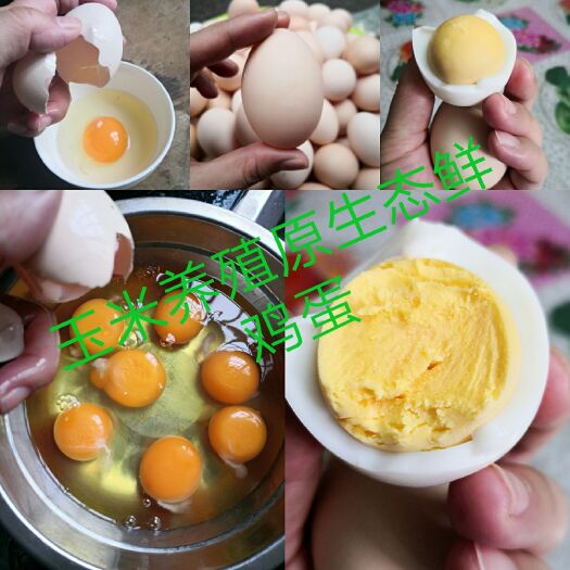 上林县 玉米养殖鲜鸡蛋