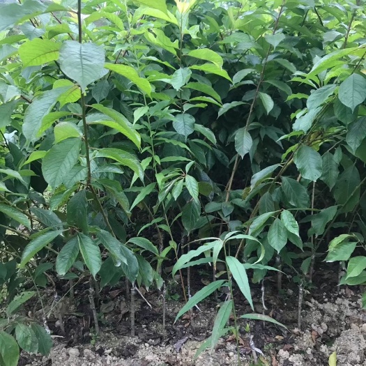 普宁市青竹梅树苗 小苗
