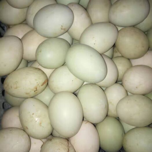 沈阳 受精鸭蛋1.5元一个