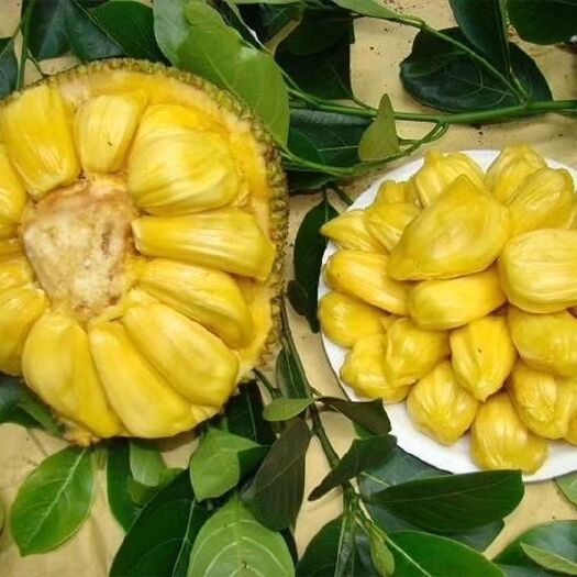 灵山县 四季菠萝蜜苗，四季菠萝蜜，马来西亚一号干包湿包泰国红肉菠萝
