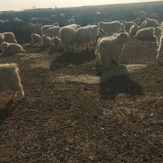 鄂托克旗内蒙草原人参，阿尔巴斯绒山羊肉
