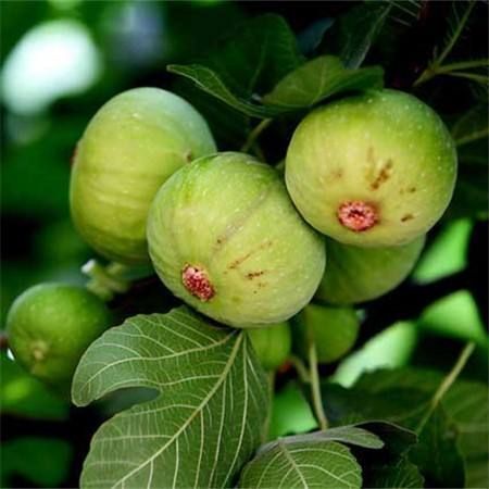 泰安沙糖无花果苗 基地直销，品种纯正，现挖现卖，包成活