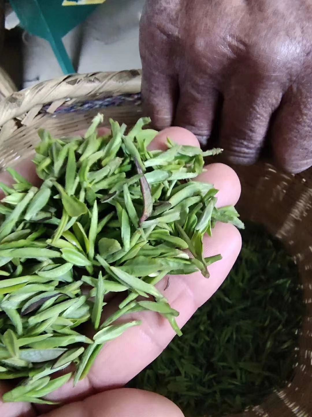  高山有機(jī)綠茶