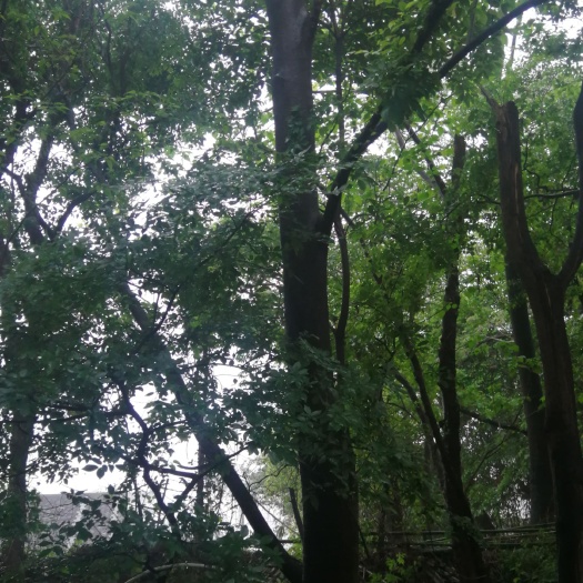 赣州 朴树