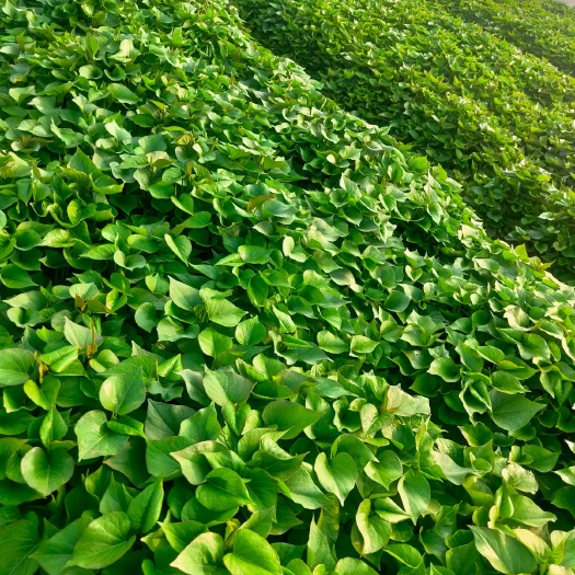 咸阳秦薯4号红薯苗  杨凌优质红薯苗大量出售中……