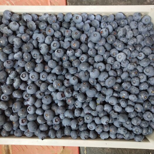 庄河市 蓝莓种植户