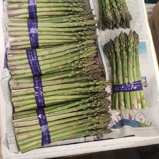  精品陆地芦笋上市，20公分标笋大量供应