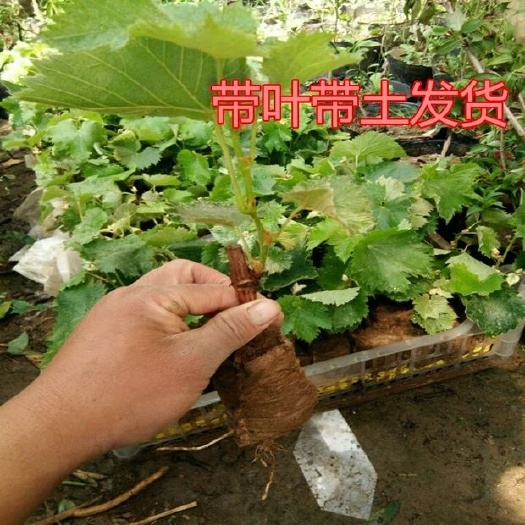 灵山县 蓝宝石葡萄苗各种嫁接盆栽水果树苗南方北方地栽种植四季结