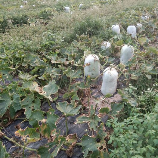 文昌市青皮冬瓜 地冬瓜