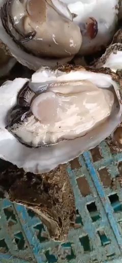 湛江牡蛎 诚信经营生蚝批发，全年持续批发