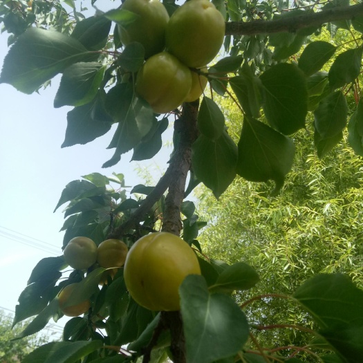 东乡县大接杏树苗