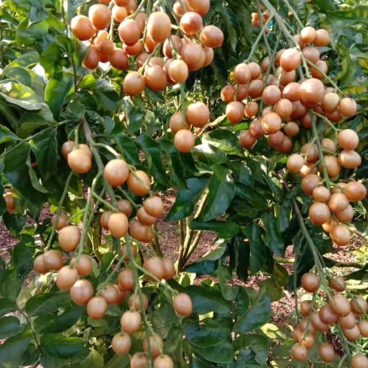 灵山县黑黄皮果苗  基地包邮直销嫁接黑黄皮果树苗 广西黑美人黄皮苗