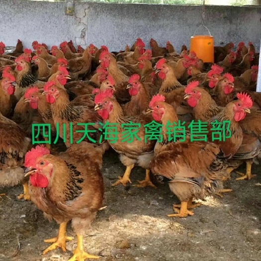 沐川县k9肉鸡苗882 快大901