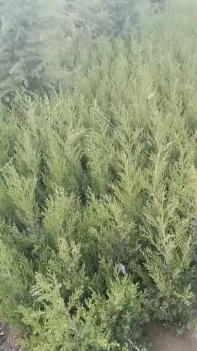 沭阳县真柏盆景 桧柏