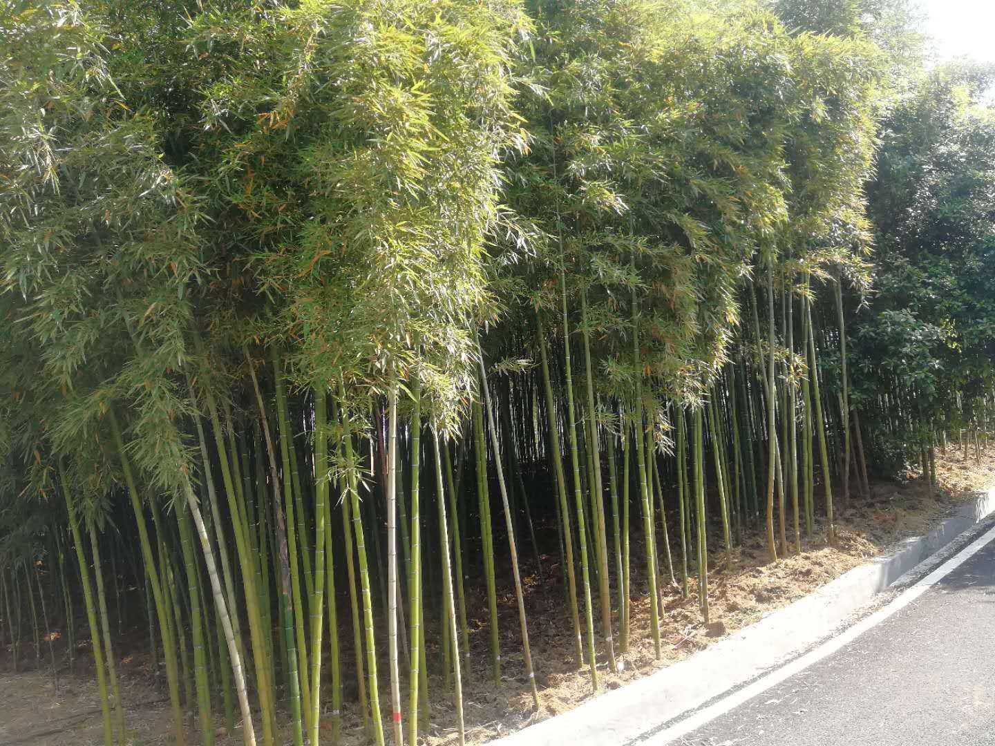 雷竹种子 雷竹苗，雷竹笋