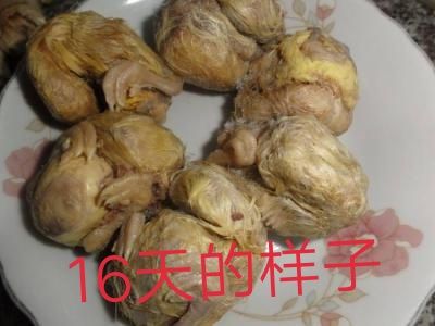 活珠子，超级新鲜预订天数，1.5一个