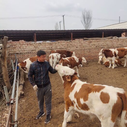 忻州肉牛 好货不等人