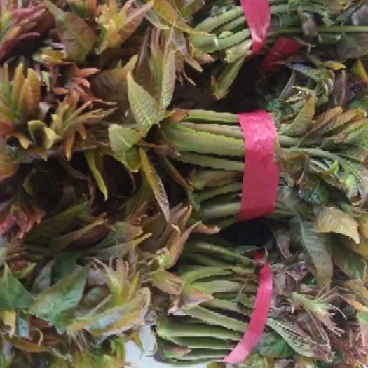 沂水县 香椿芽新鲜上市