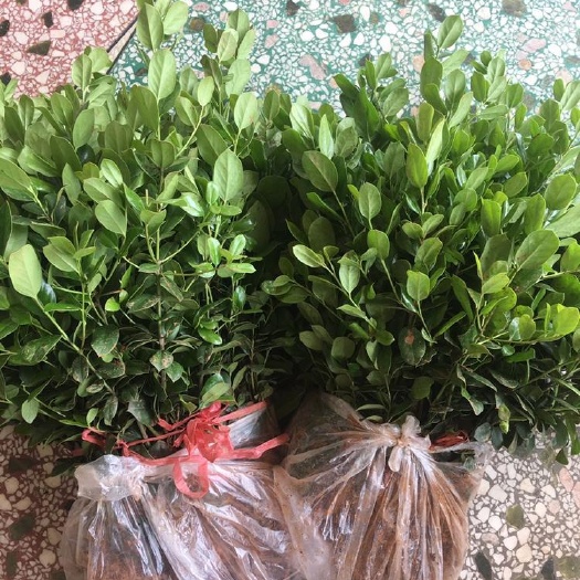 浏阳市无刺枸骨