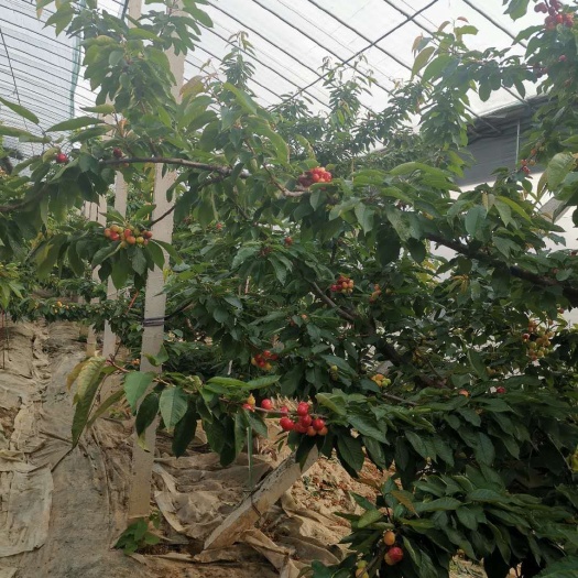 平度市红灯樱桃 大棚红灯