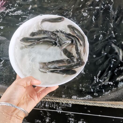 东莞市 草鱼苗鲩鱼苗活体鱼苗四大家鱼苗淡水活体鱼苗