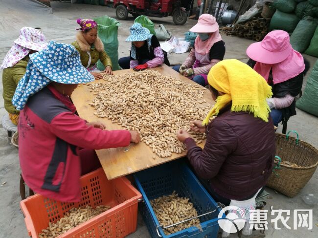 【云南黑花生】云南孟连 山地黑花生