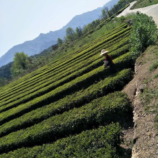 远安县 农家高山绿茶明前茶，有机茶！