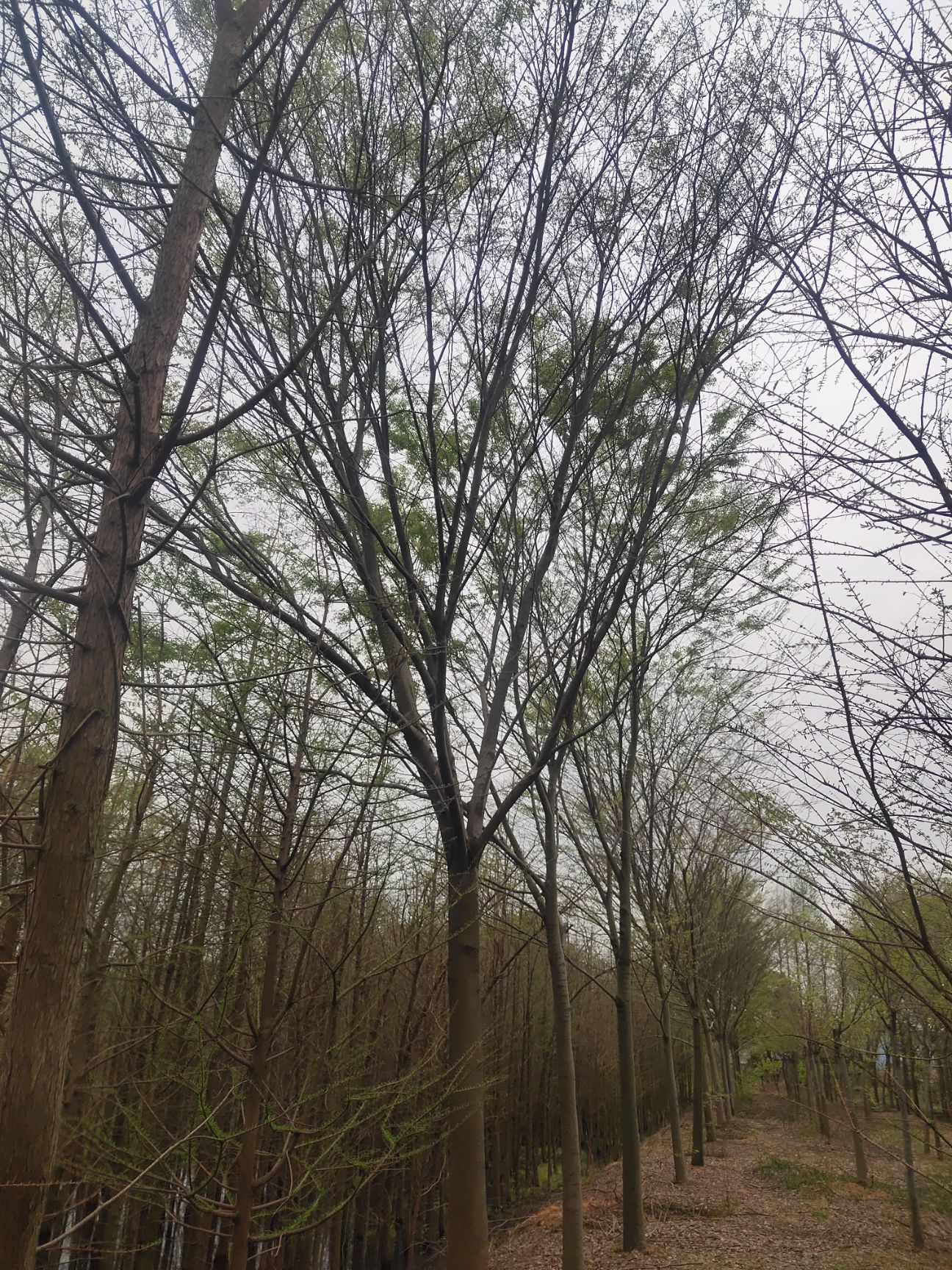 红榉