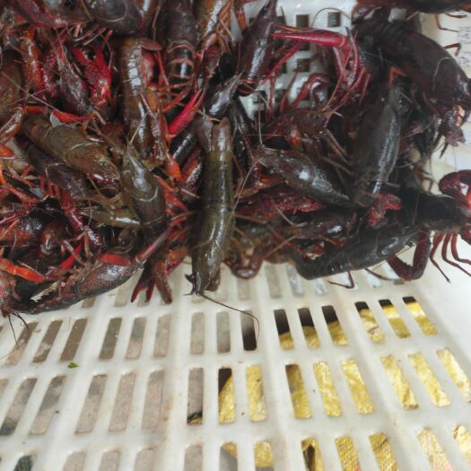 益阳 长期批发小龙虾大闸蟹