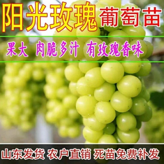 平邑县阳光玫瑰葡萄苗 阳光玫瑰葡萄树苗，当年结果，基地直销，现挖现发，死苗补发