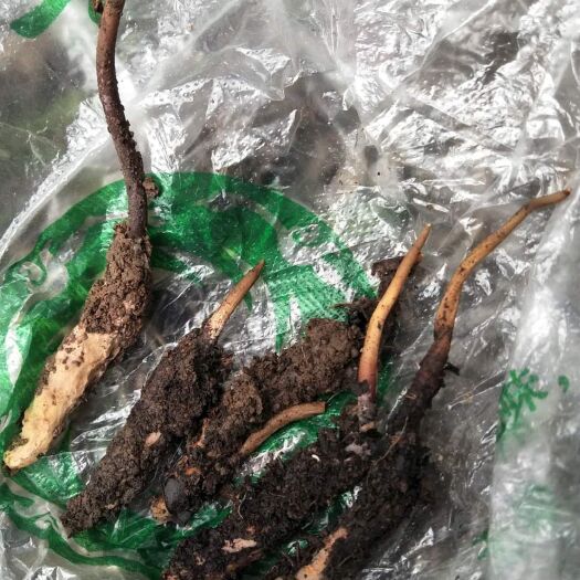 松潘县 冬虫夏草食品