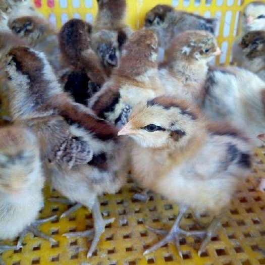 南宁青脚麻鸡苗，肉鸡苗，成长速度快