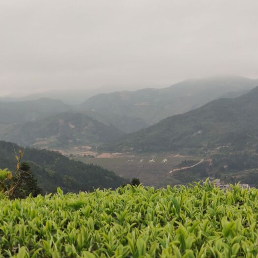 丰顺县云雾茶  八乡高山云雾绿茶 柴火炒茶 丰顺八乡绿茶 八乡炒茶 梅州绿茶