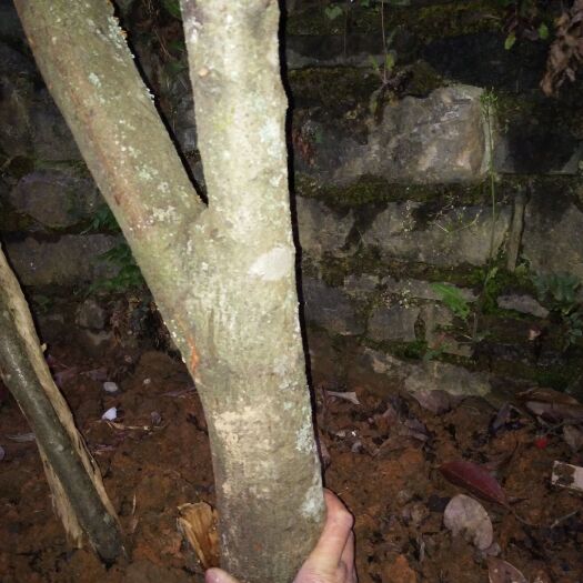 宣恩县火棘桩 超大火棘果桩大量供应，株高可根据要求截取。