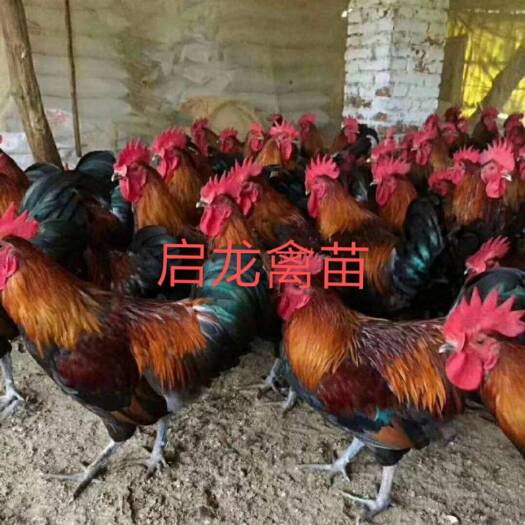 贵阳土鸡苗  贵州血毛土鸡