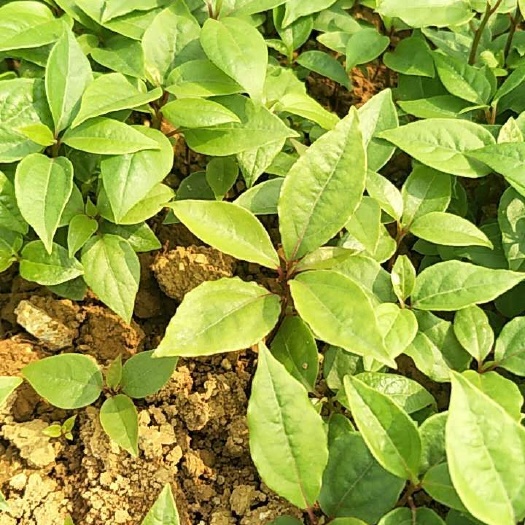 阳朔县小叶樟  樟树苗 樟树苗 樟树小苗 樟树芽苗 香樟苗 香樟芽苗