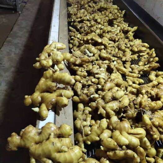 沂水县黄姜 山东优质姜大量供应，大姜，小姜