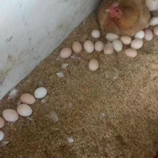 东海县草鸡蛋 食用 散装