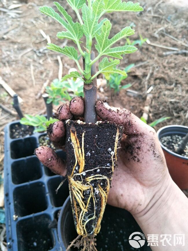 穴盘/育苗盘 草莓育苗穴盘 林木专用高脚加深穴盘厂家直销大量现货