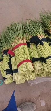 宁陵县杂交蒜薹 宁陵县自家农户收购