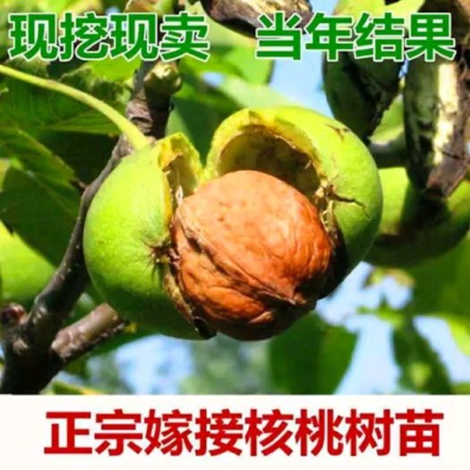 平邑县薄皮核桃苗 薄皮核桃8518嫁接苗 保品种 保成活 保技术