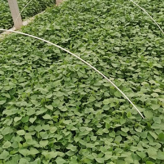 夏津县西瓜红红薯苗 常规种（原种） ≥98% ≥95%