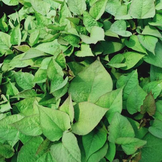 邹城市济薯25红薯苗 原种高淀粉济薯25，高价位保底回收。