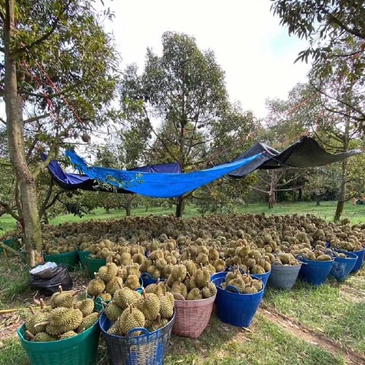 昆明泰国金枕榴莲 电商   超市   一件代发
