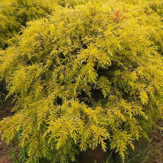 漳州 黄金宝树