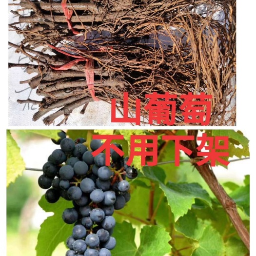 兴城市 酿酒葡萄苗 不用防寒保暖的葡萄苗