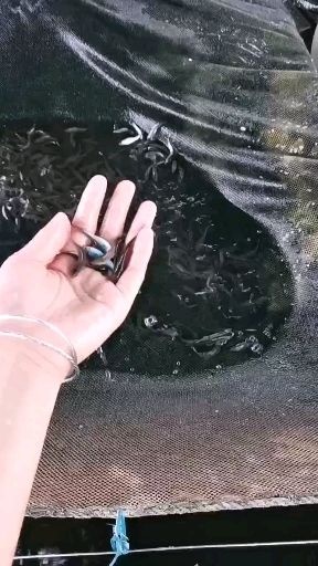 东莞市 淡水活体鱼苗 放生专用鲮鱼苗 土鲮鱼苗 麦鲮鱼苗 泰鲮鱼苗